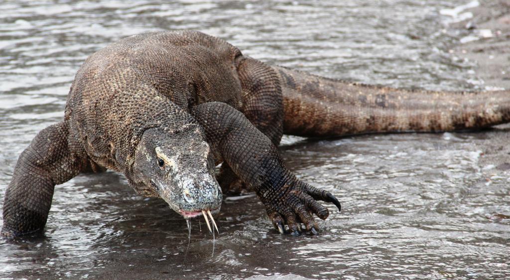 Komodo Resort Sebayur Kültér fotó