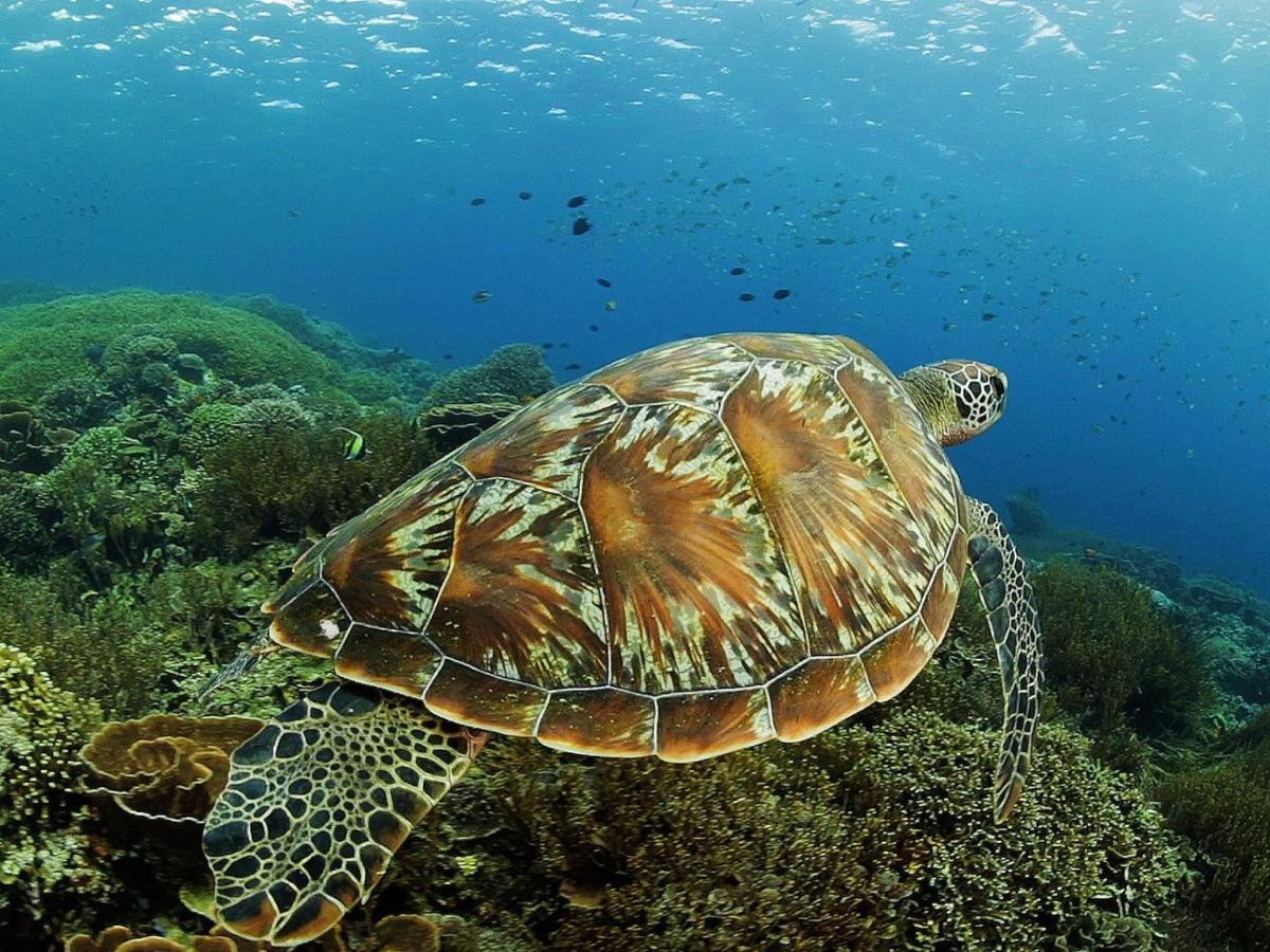 Komodo Resort Sebayur Kültér fotó